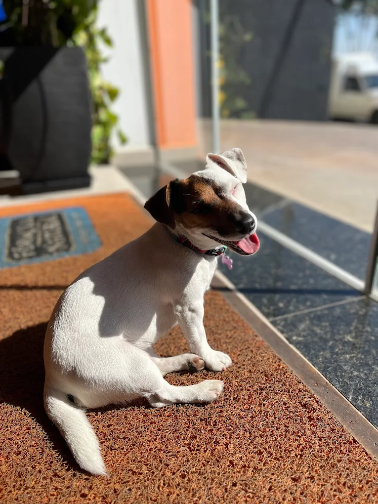 Pet na Caninos