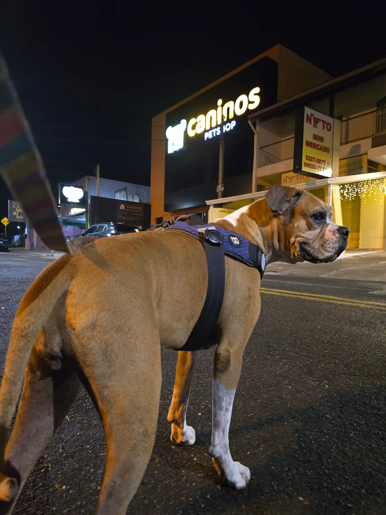 Boxer em frente à Caninos