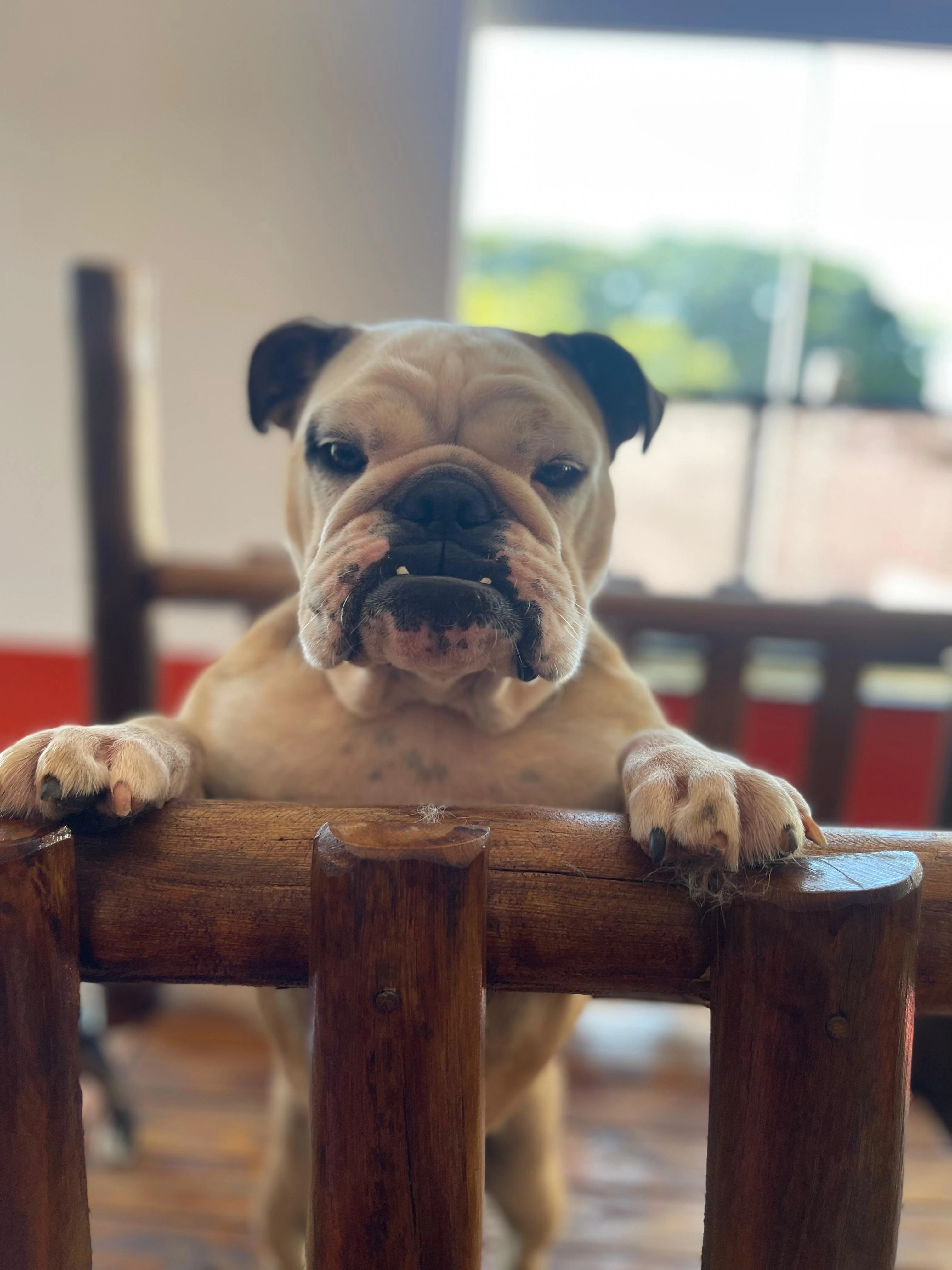 Hotel para pets